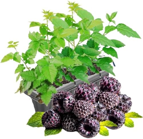 2 Purple Raspberry Plants Live, Edible Berry Bush Plant, 5-10" Tall - Image 3