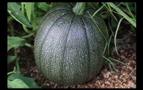 20 Tatume Summer Squash Seeds Heirloom Calabash Mexican Zucchini - Image 3