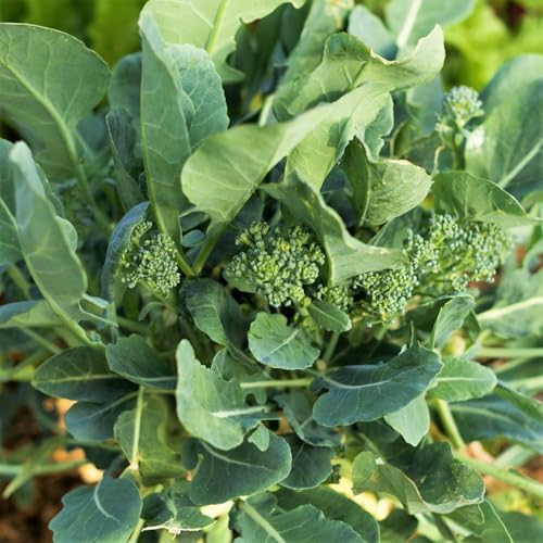 Broccoli Rabe (Rapini) Seeds - 1000+ Count & 1000+ Waltham 29 Broccoli - for 2026 Planting Spring Rapini Broccolini Broccoletti Green Turnip Greens Non-GMO Heirloom by TomorrowSeeds