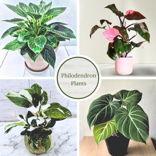 Philodendron Plant Live Exclusive Collection (4-Pack) – Rare Birkin, Gloriosum, Pink Princess & White Wizard in 2" Pot; Easy Care Indoor Plants Live Houseplants Decor for Home/Office/Garden - Image 2