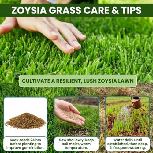 100,000 Emerald Zoysia Grass Seeds Garden, Patio Container Plant - Image 5