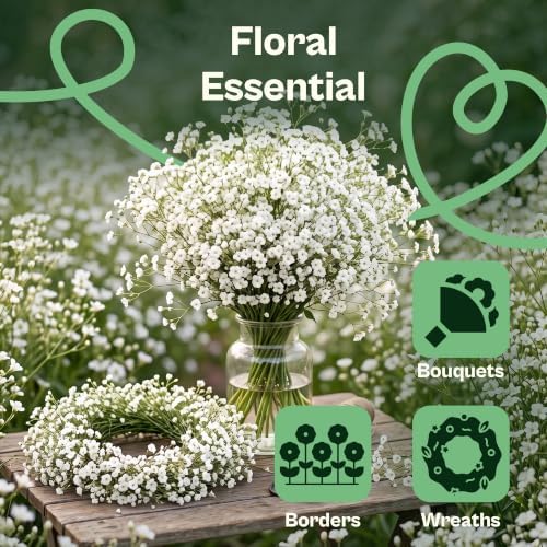 SVI 2500 White Baby’s Breath Heirloom Flower Seeds Gypsophila elegans - Image 4