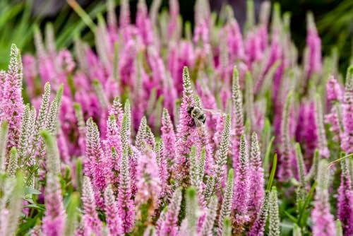 Live Plant from Green Promise Farms - Proven Winners, Veronica Magic Show 'Pink Potion' Spike Speedwell, Pink Flowers - #1 Gallon Size Container - Image 4