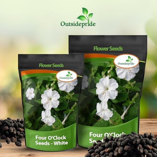 Outsidepride White Four O'clock Flower Seeds - 1/4 lb Perennial Fragrant, Trumpet-Shaped Blooms, Deer-Proof & Easy to Grow, for Pollinator & Evening Gardens, Containers, Hedges, or Borders - Image 5