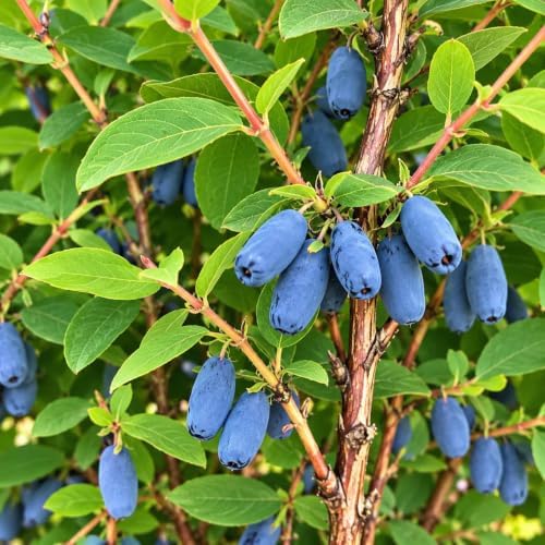 Boreal Beast Honeyberry (Haskap) Shrub - 6-12" Tall Live Plant - Image 5