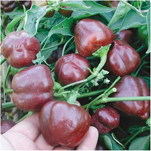 Seed Needs Mini Chocolate Bell Pepper Seeds to Plant Vegetables - 1 Pack - Image 2