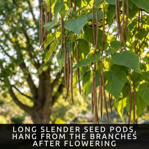 30 Catalpa Tree Seeds | Flowering Shade Tree Seeds for Planting - Image 5