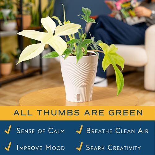 Costa Farms Florida Ghost Philodendron, Live Indoor Plant, Tropical - Image 4