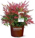2.5Qt SL Obsession Nandina by Unknown