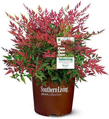 2.5Qt SL Obsession Nandina by Unknown