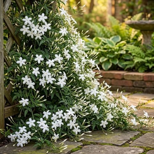 2 Mix Jasmine Live Plants, Fragrant Flowering Shrubs, 4-6" Tall - Image 6
