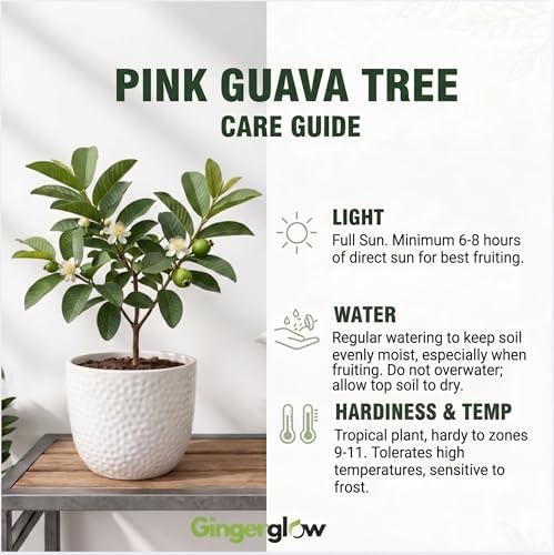 Pink Guava Tree Live Plant, 8-12 Inch Tall Guava Plant - Image 7