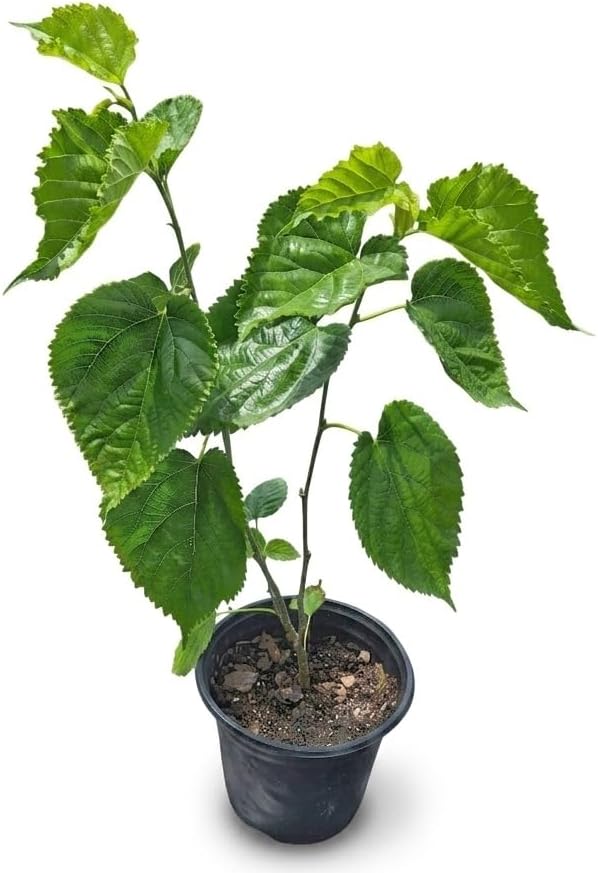 Pakistan Mulberry Tree – Live Fruit Plant in 6 Inch Pot – Long Sweet Berries, Fast Growing Mulberry for Home Garden, Patio, or Orchard by Unknown