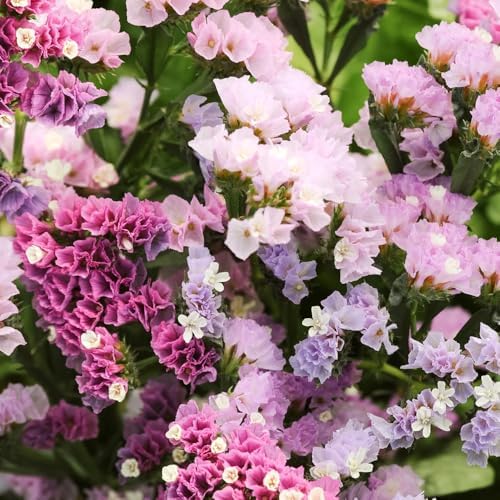 1000+ Mix Statice Pastel Seeds for Planting Outdoors-Annual Limonium Sinuatum Beautiful Flowers Seeds- Non-GMO Heirloom for Home Garden - Image 2
