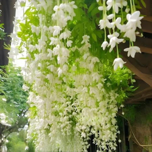 Weeping Jasmine Seeds (300 PCS) – Fragrant Cascading White Flowers, Climbing & Trailing Ornamental Vine, Non-GMO Flower Seeds for Garden, Balcony & Pergola Planting - Image 3