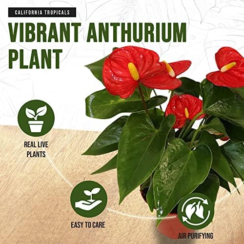 California Tropicals Anthurium Red - Live House Plants Indoor, 4 Inch Pot for Easy Care, Perfect for Office, Home & Flamingo Decor, Real Plant, Plant Gift, Flowering Plants, Sympathy Flowers - Image 3