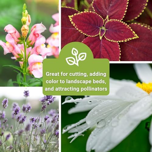 Sow Right Seeds - Large Flower Seed Collection for Planting Home Garden - Image 5
