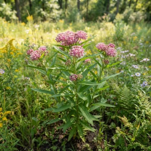 2 Pink Milkweed Plants Live, Milkweed Live Plant, 4-6 Inch Tall - Image 6