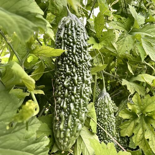 Banyan Botanicals Organic Bitter Melon Seeds (Momordica Charantia) – Easy-to-Plant Culinary Gourd with a Complex Bitter Flavor – 10 Count – Open Pollinated Non-GMO - Image 4