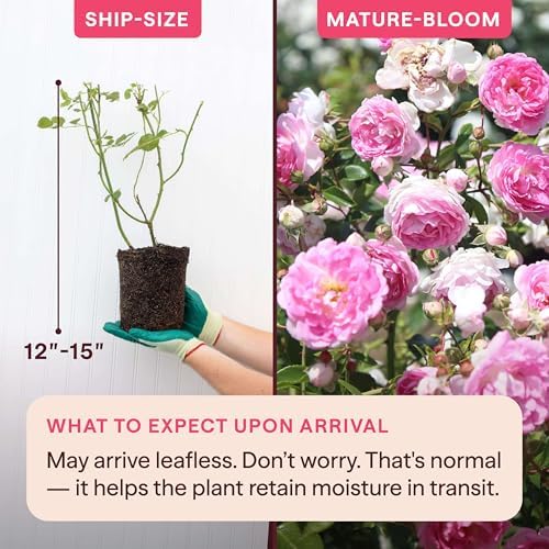 Heirloom Climbing Roses, Live Own Root Plant, Arborose® Jasmina - Image 2