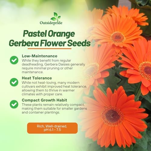 Outsidepride Pastel Orange Gerbera Seeds - 10 Pcs Perennial, Compact & Low Maintenance, Flower Seeds for Planting w/Vibrant Orange Blooms, Ideal for Garden Landscaping & Cut Flower Arrangements - Image 3