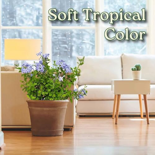 Plumbago Plant Imperial Blue - Live Flowering Plant - Overall Height 20" to 24", 3 Gallon Pot - Tropical Plants of Florida - Image 4