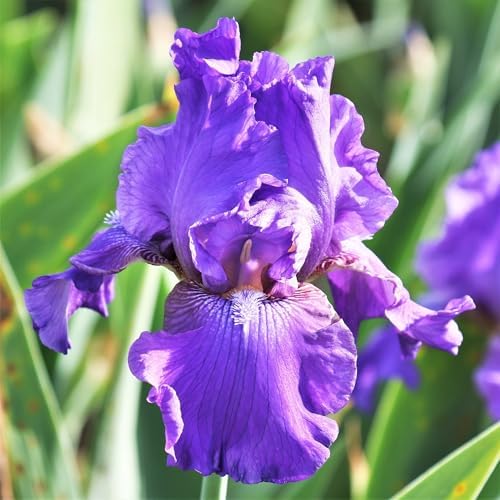 Easy to Grow Bearded Iris His Royal Highness 3 Plant Bulbs - Purple Indigo Flowers Spring to Fall, Full Sun Low Maintenance Zones 3-10 - Image 2
