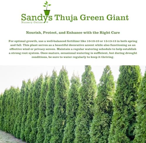 Thuja Green Giant Arborvitae Lot of 20, 3 Inch Pot - Image 7
