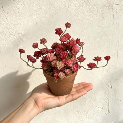Artificial Red Trailing Rosette Succulent Potted Plant, Small Plants 2 Pack - Image 5