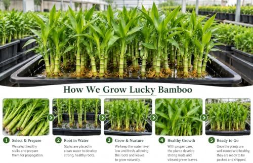 16-18 Inch Curly Lucky Bamboo Live Plant, Spiral Lucky Bamboo, Indoor Water Plant, Feng Shui Plant, 8 Stalks - Image 2