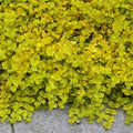 Lysimachia Goldilocks – Creeping Jenny Golden Foliage - Pack of 2 Live Starter Plants (4-6 Inches Tall) – Fast-Spreading Groundcover, Container-Friendly Accent, Easy Grow & Low-Maintenance Plant by Unknown