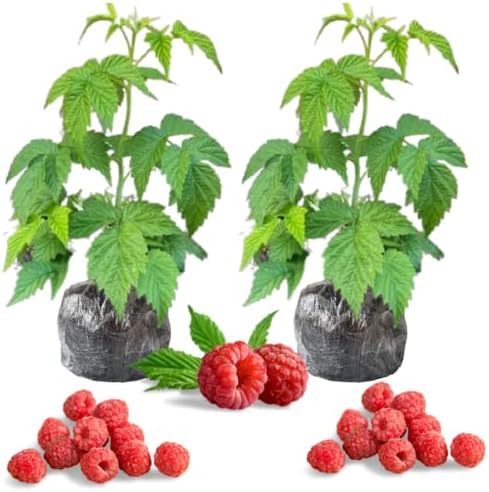 2 Caroline Red Raspberry Plants Live, Berry Fruit Tree Outdoor, 5-10" Tall by AVERAR