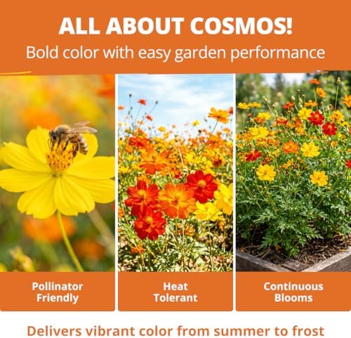 HOME GROWN Cosmos Bright Lights Mix 2500 Flower Seeds Cosmos sulphureus - Image 4