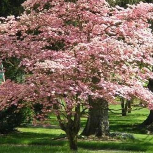 Pink Dogwood, Pink Flowering, 1 gal, Nursery Pot - Image 4