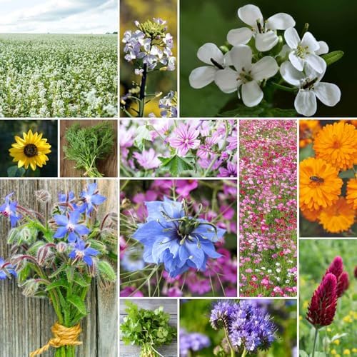 Eden Brothers Bee Happy Organic Wildflower Mixed Seeds for Planting, 1 lb, 480,000+ Seeds with Cosmos, Crimson Clover | Attracts Pollinators, Plant in Spring or Fall, Zones 3, 4, 5, 6, 7, 8, 9, 10 by EdenBrothers