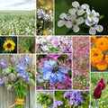 Eden Brothers Bee Happy Organic Wildflower Mixed Seeds for Planting, 1/4 lb, 120,000+ Seeds with Cosmos, Crimson Clover | Attracts Pollinators, Plant in Spring or Fall, Zones 3, 4, 5, 6, 7, 8, 9, 10 by EdenBrothers