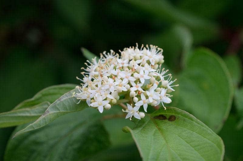 Red Twig Dogwood Shrub - Red Osier Bush - 12-18" Tall Live Plant - Image 6