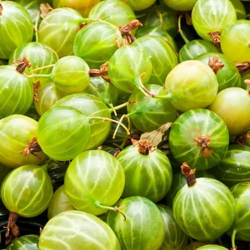 Sweet Gooseberry Plant, 5-7" Live Gooseberry Starter Plant in Soil - Image 4