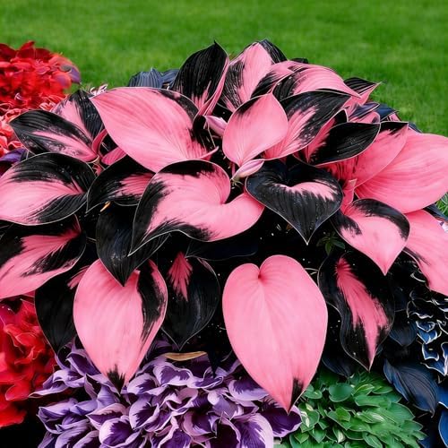 Hosta Seeds for Planting, 200+pcs Perennial Hummingbirds Hosta Vine Flower Seeds, Non-GMO Heirloom Long Blooming Plants Shaded Entry Pathway Flowers for Garden Outdoors - Image 2