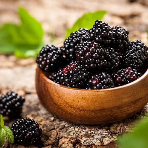 Blackberry Plant Collection (4 Pack) Live Fruit Plants for Planting | 4 Different Varieties for a Continuous Harvest | Thornless & Thorny Mix| Large, Sweet & Juicy Berries |Perfect for Organic Gardens - Image 5