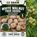 Seeds for Planting, 5 White Walnut by CZGrain