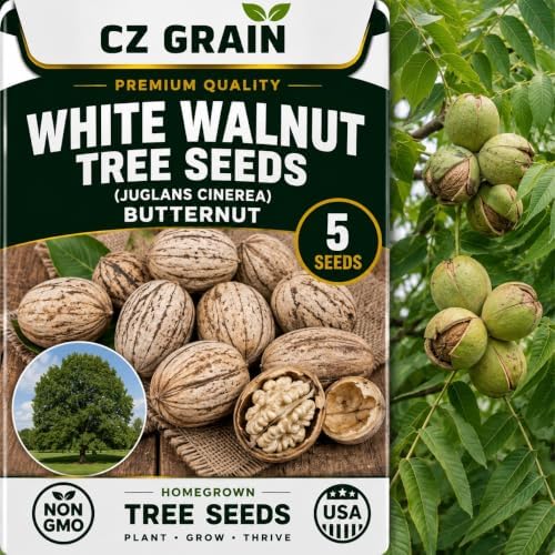 Seeds for Planting, 5 White Walnut by CZGrain