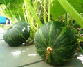 JAPANESE KABOCHA Pumpkin Winter Squash Heirloom 15 SEEDS Asian Butternut by Unknown