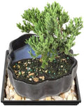 Brussel's Bonsai - Small Juniper Live Bonsai Tree with Tray, Indoor Plant by BrusselsBonsai