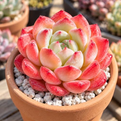 Echeveria 'Strawberry Almond' Bare Root Succulent Live Plant 3 Pack - Image 3
