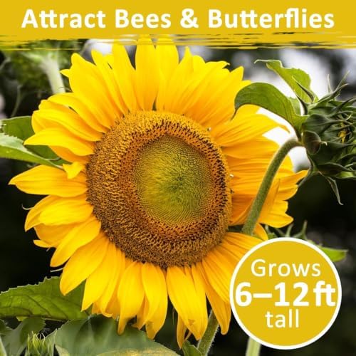 Fall Flower Seeds, 150+ Giant Mammoth Sunflower Seeds for Planting, Open Pollinated Ornamental, Easy to Grow for Garden, Outdoor Planting & Landscaping - Image 5