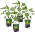Bonnie Plants Green Bell Pepper Live Vegetable Plants - 4 Pack, Non-GMO, 2 - 3 Ft Plants, 4.5 x 4 Inch Pepper Size by BonniePlants