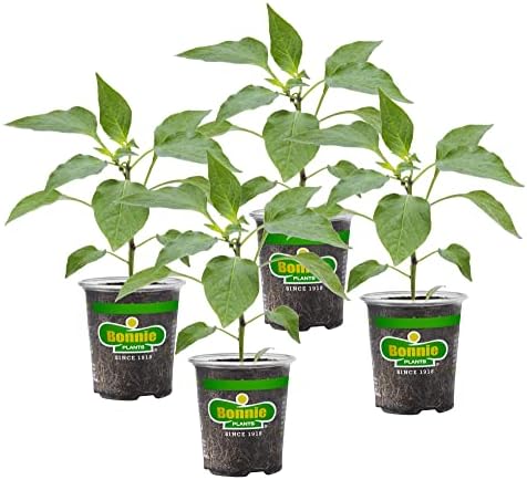 Bonnie Plants Green Bell Pepper Live Vegetable Plants - 4 Pack, Non-GMO, 2 - 3 Ft Plants, 4.5 x 4 Inch Pepper Size by BonniePlants