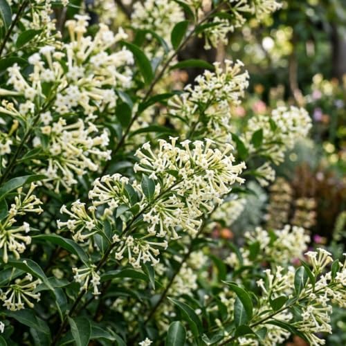 Night Bloom Jasmine Vine Live Plant, Patio Container Flower, 4-7 Inches - Image 3
