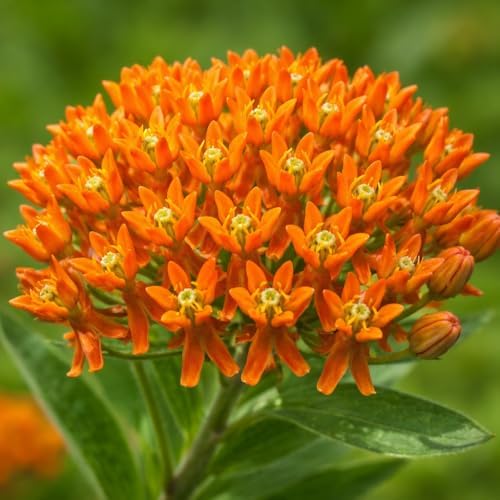 Orange Butterfly Weed - 6-12" Tall Live Plant - Gallon Pot by Unknown